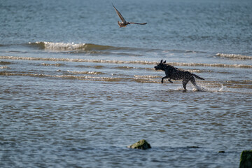 An energetic black dog bounds through the water, creating splashes on a sunny day by the shore. A perfect moment of freedom and fun in nature