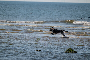A black dog runs through sparkling shallow water, kicking up playful splashes under the warm sun. A scene full of life, energy, and pure happiness