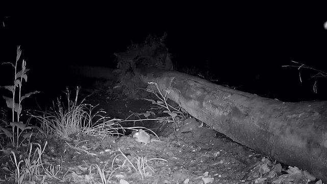 Waldmaus, springt nachts im Wald lustig umher, Apodemus sylvaticus, Nachtaufnahme, Wildkamera, Tierbeobachtung, Wildtier
