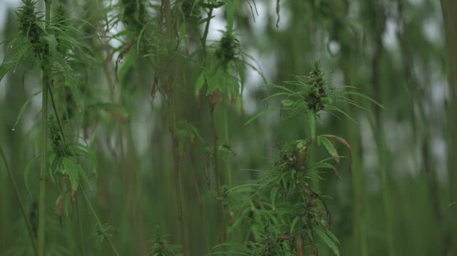 Close-up view of hemp plants in dense field, showcasing intricate leaves and stems natural organic setting highlighting sustainable agriculture and eco-friendly farming practices. hemp plants in field