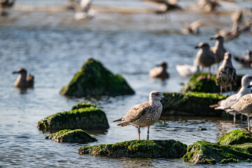 A group of seagulls resting on mossy rocks in calm coastal waters, creating a peaceful and picturesque seaside scene that highlights the harmony of nature