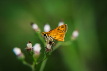 A beautiful butterfly photographed in its habitat. Nature background. Carcharodus alceae, Mallow...