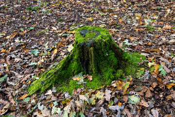 Green moss growing on tree stump in forest