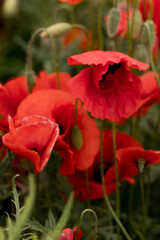 Obraz premium Close-up of vibrant red poppies in a field. Natural floral photography with lush green stems and soft focus. Spring and nature concept