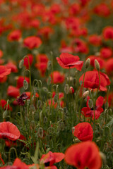 Obraz premium Field of red poppies with green foliage. Close-up floral photography showcasing blooming wildflowers. Nature and spring concept.