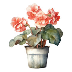 Watercolor Begonia isolated white background