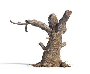 Fototapeta premium Decayed tree with branches and mushrooms in a natural setting during daylight