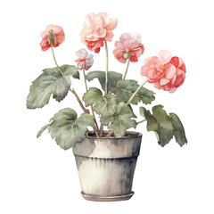 Watercolor Begonia isolated white background