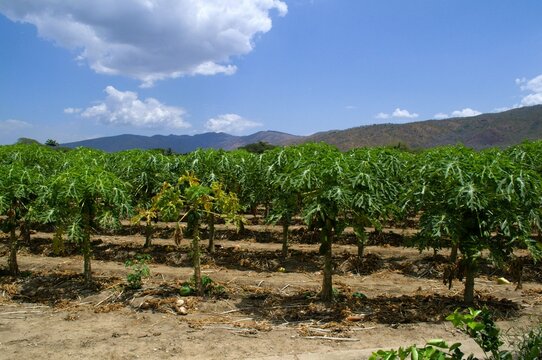 La agricultura esta presente en Aragua,y es una de las principales actividades,se cultiva entre otros bananas,papaya,pimenton,cebolla etc.