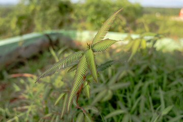 A Close-Up View of a Vibrant Green Fern Amidst Wild Grass