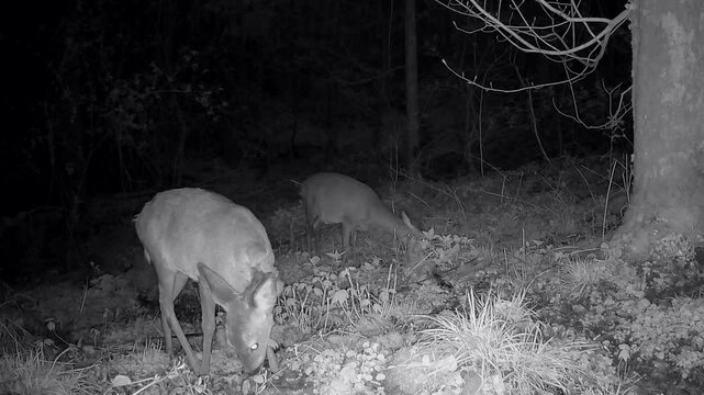 Rehe nachts im Wald, Nachtaufnahme, Wildkamera, Jagd, Tierbeobachtung, Capreolus capreolus