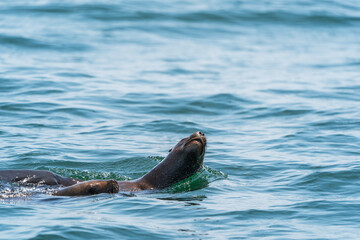 Obraz premium Two curious Peruvian sea lions