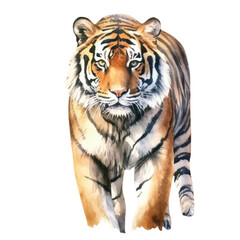 watercolor Tiger isolated white background