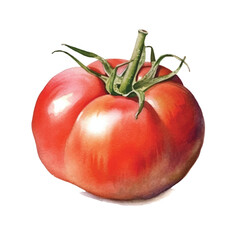 watercolor Tomato isolated white background
