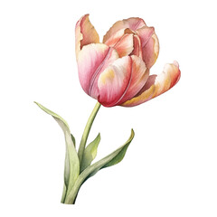 Naklejka premium watercolor Tulip isolated white background
