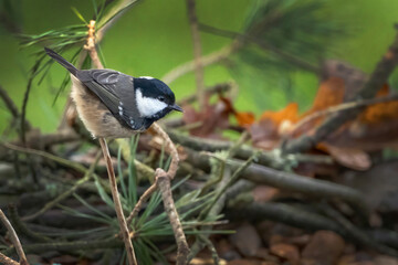 Coal tit all fluffed up