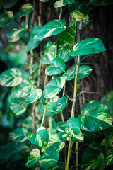 A Bangladeshi money plant displayed on a Tree