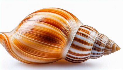 Obraz premium sea snail one shell of raw whelk sea snails bulot bulots isolated on white background macro shot french delicatessen seafood buccinum undatum