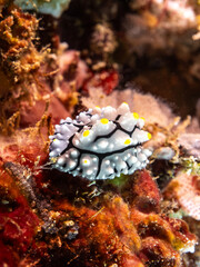 Varicosa nudibranch (Phyllidia varicosa)