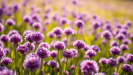 A field of delicate purple wildflowers swaying gently in the soft sunlight, creating a beautiful and calming scene.