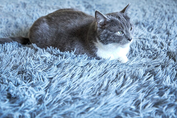 A beautiful grey cat is lying on the bed