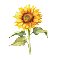 Obraz premium watercolor Sunflower isolated white background