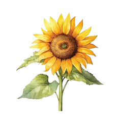 Obraz premium watercolor Sunflower isolated white background