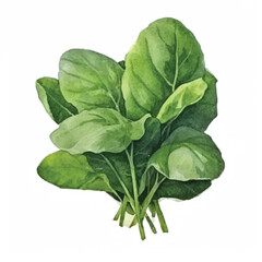 Obraz premium watercolor Spinach isolated white background