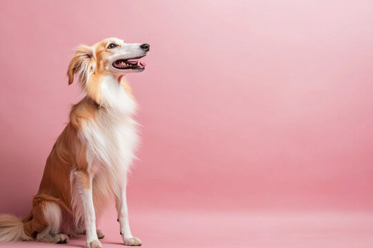 Silken Windhound sitting on pink background.