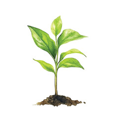 watercolor Sprout isolated white background