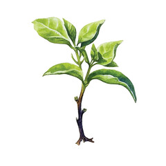 watercolor Sprout isolated white background