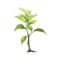watercolor Sprout isolated white background