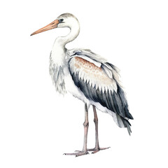 watercolor Stork isolated white background
