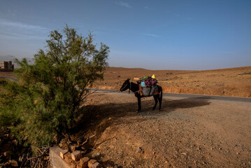 2024 03 12 Jebel Saghro mule 3