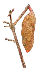 Gall on Palestine terebinth tree – Pistacia terebinthus subsp. palaestina formed by gall aphids, Baizongia pistaciae in the Mediterranean region. Isolated on a white background