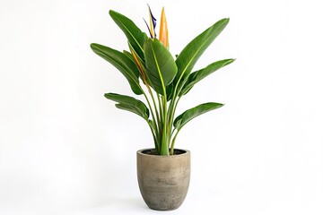 Bird of paradise plant in concrete pot on white backdrop