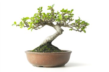 Lush bonsai tree in brown pot, minimalistic style, white backdrop