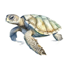Fototapeta premium watercolor Sea Turtle isolated white background