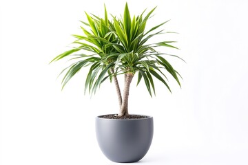 Obraz premium Green potted plant isolated on white background, minimalist style