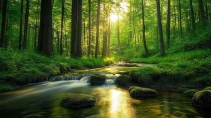 river in the forest, stream in the forest
