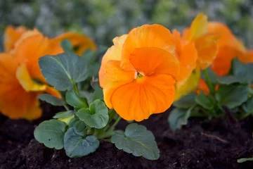 Fotobehang Viooltje Close-up of orange pansies growing in a flowerbed  © tillottama