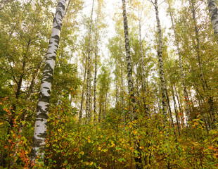 Fototapeta premium Birch grove on a sunny autumn day. Birch tree forest. Common silver birch, Betula verrucosa