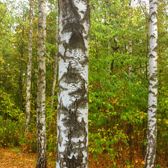 Birch grove on a sunny autumn day. Birch tree forest. Common silver birch, Betula verrucosa