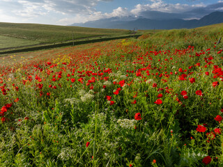 Poppy fields on the hills near the mountains. Drone photo of a beautiful bright summer landscape. Beautiful red poppies flowers. Clouds on the blue sky.