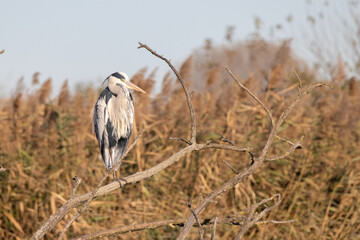 Airone cinerino su ramo nell'oasi naturalistica di Manzolino.