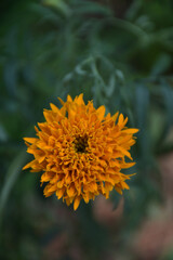 yellow flower in the garden