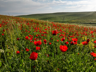 Poppy fields on the hills near the mountains. Drone photo of a beautiful bright summer landscape. Beautiful red poppies flowers. Clouds on the blue sky.