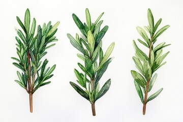 Fototapeta premium Three watercolor illustrations of green herb branches on a white background.