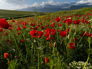 Poppy fields on the hills near the mountains. Drone photo of a beautiful bright summer landscape. Beautiful red poppies flowers. Clouds on the blue sky.