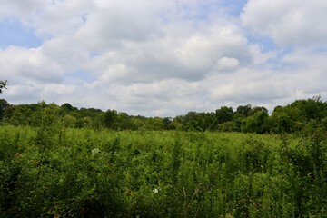 Obraz premium The tall grass field in the countryside on a sunny day.